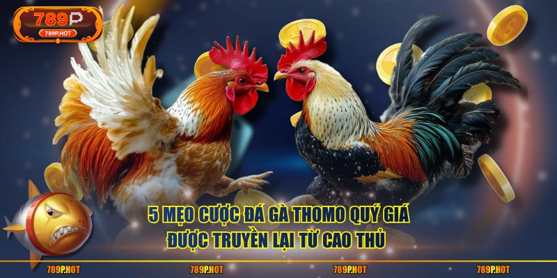 5 mẹo cược đá gà Thomo quý giá được truyền lại từ cao thủ